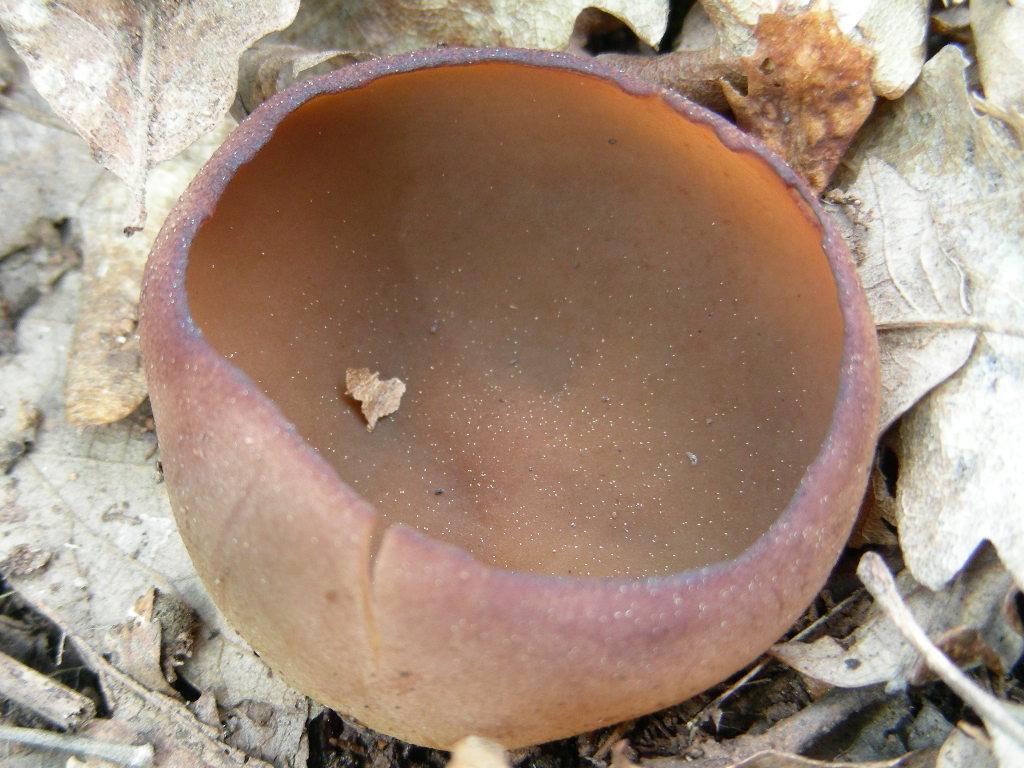 Funghi primaverili ...